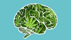 Cannabis Brain