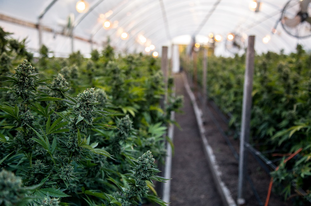 Cannabis growing in a Hoop House